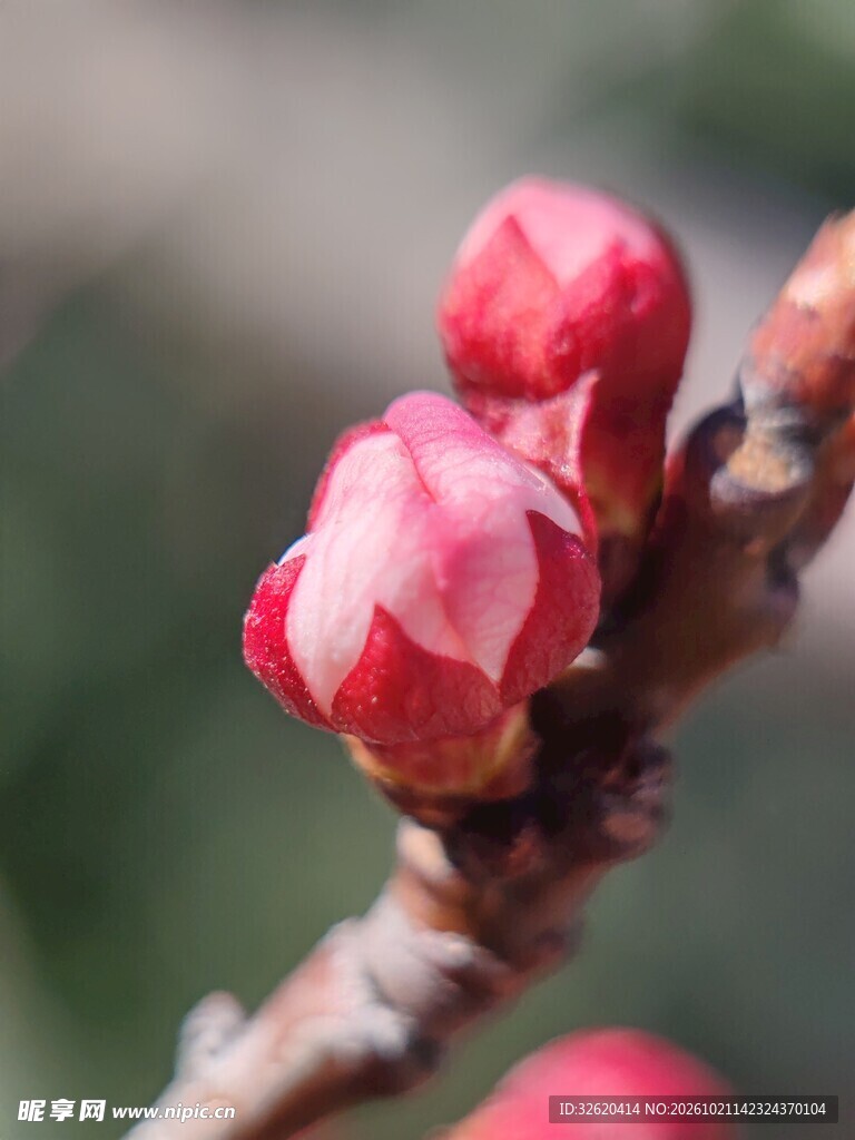春日枝头粉嫩花苞