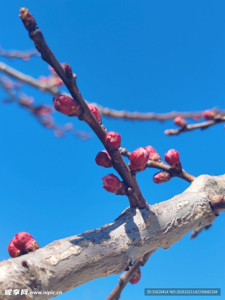 蓝天映衬红梅花苞