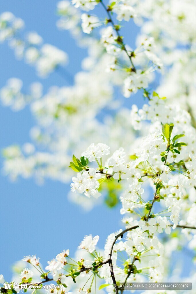 春日白花映蓝天
