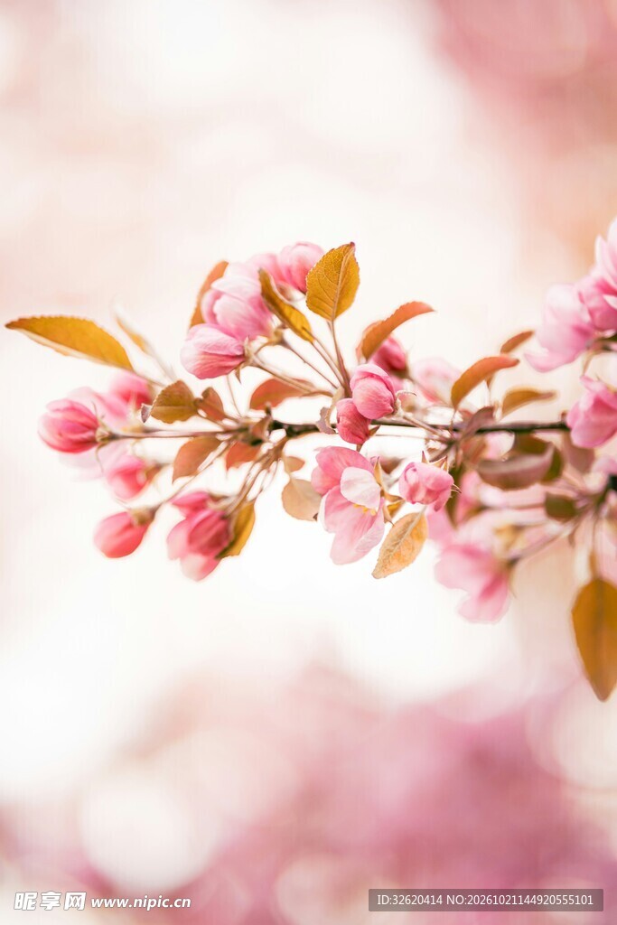 柔焦春日粉花枝条