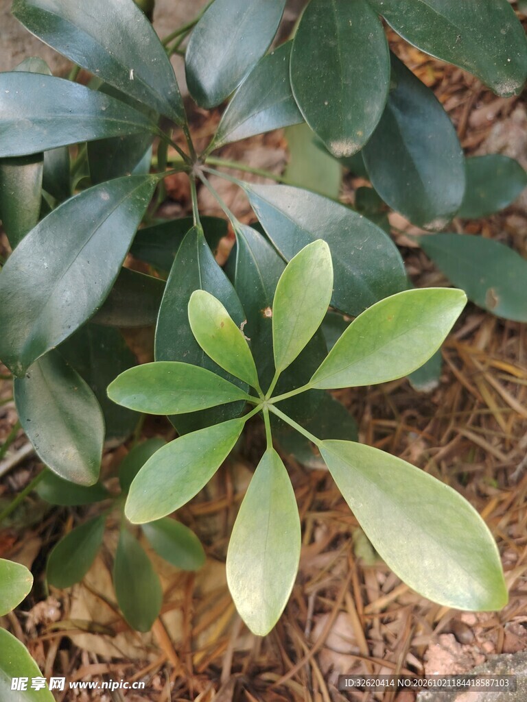 鹅掌柴嫩叶特写