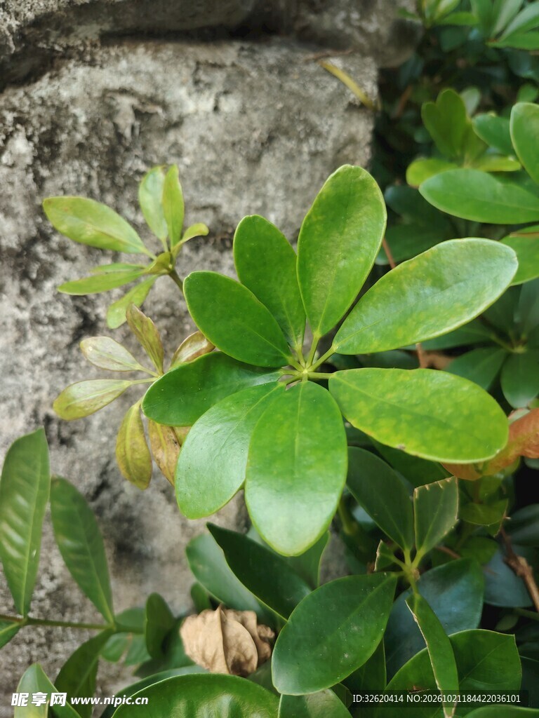 鹅掌柴翠绿枝叶特写