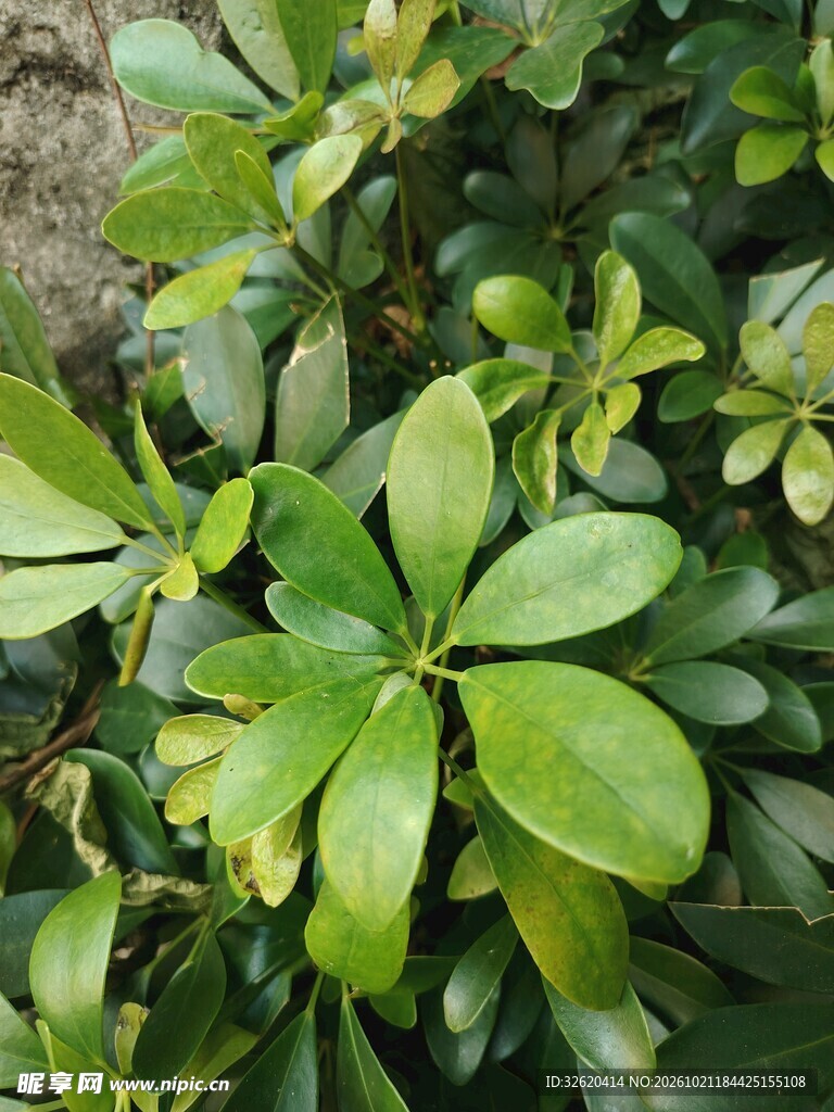 翠绿鹅掌柴枝叶特写