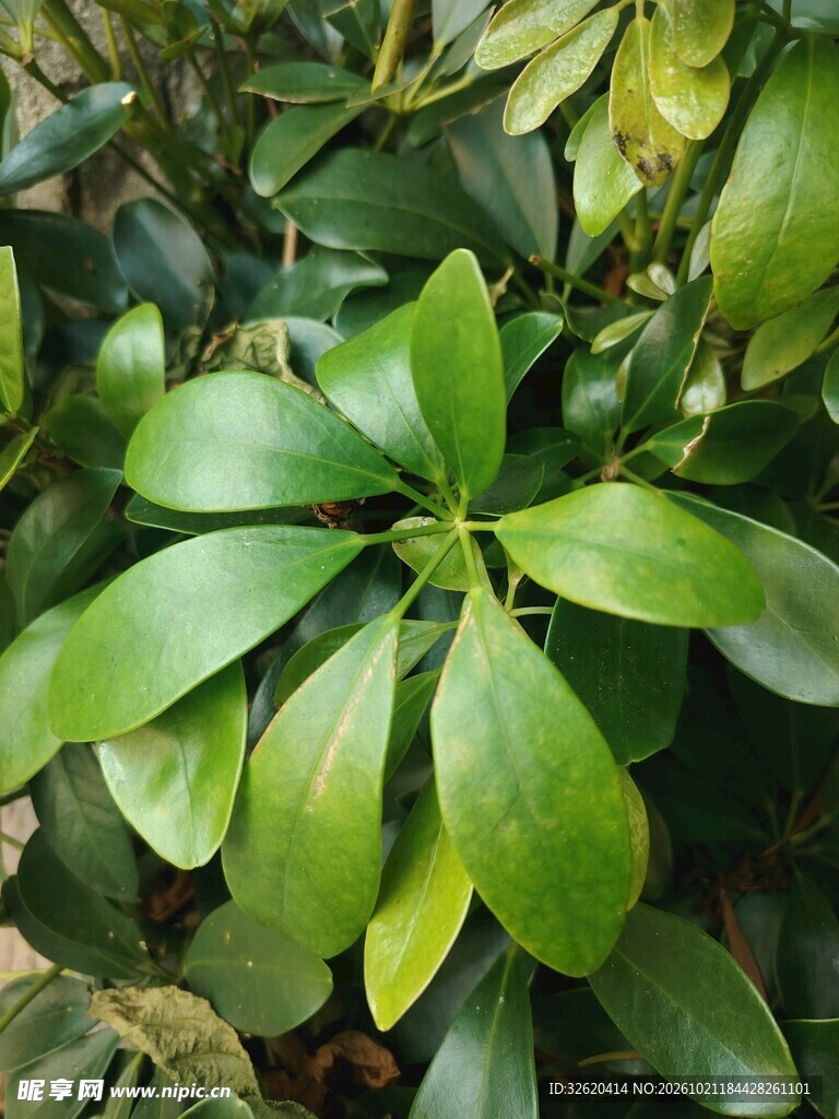 鹅掌柴翠绿叶片特写