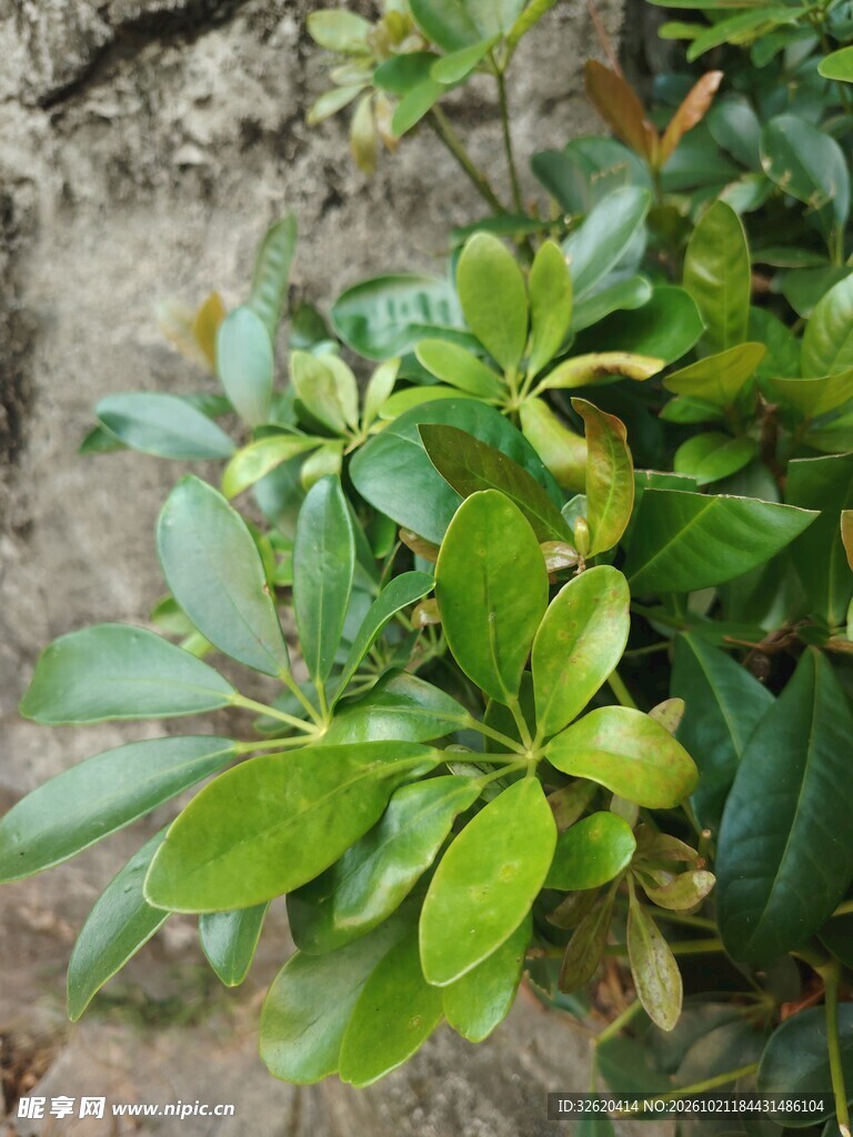 鹅掌柴翠绿枝叶特写