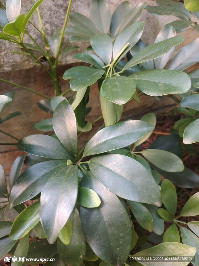鸭脚木绿植叶片特写