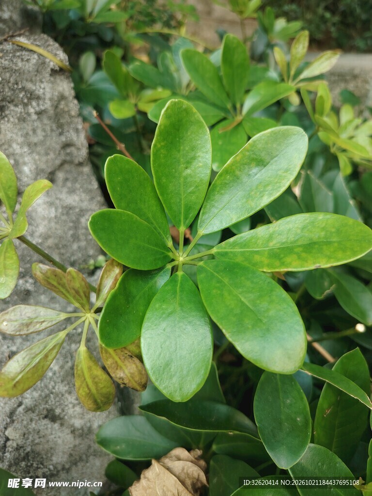 翠绿绿植叶片特写