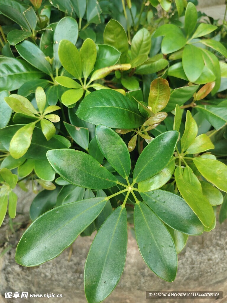 鹅掌柴绿叶植株特写