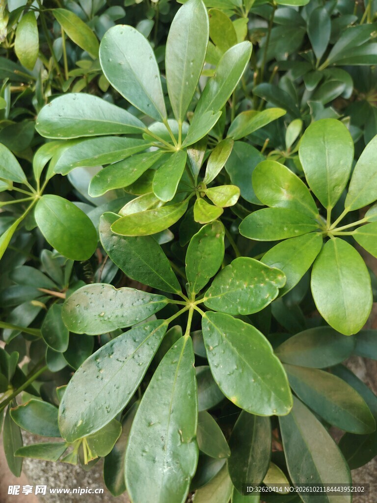 鹅掌柴绿植叶片特写