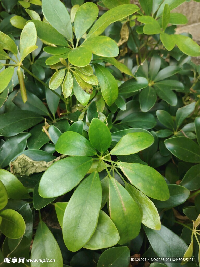 鹅掌柴绿植叶片特写