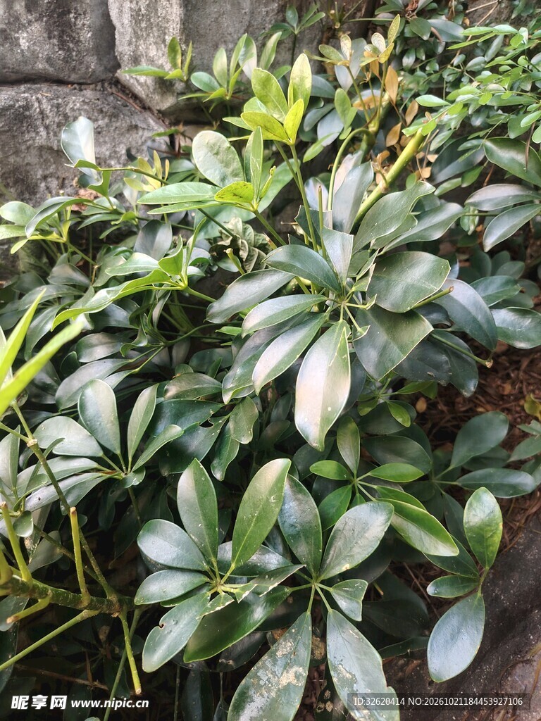 鸭脚木绿植实拍