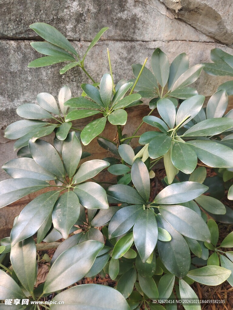 户外绿植鸭脚木植株