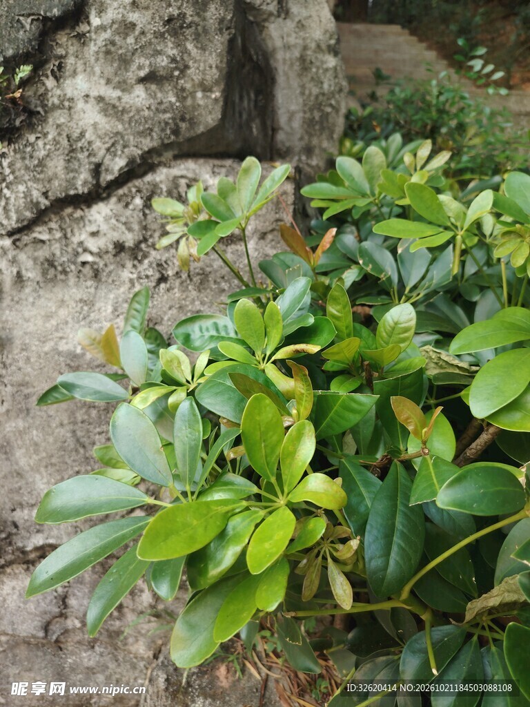 户外石边绿植景观