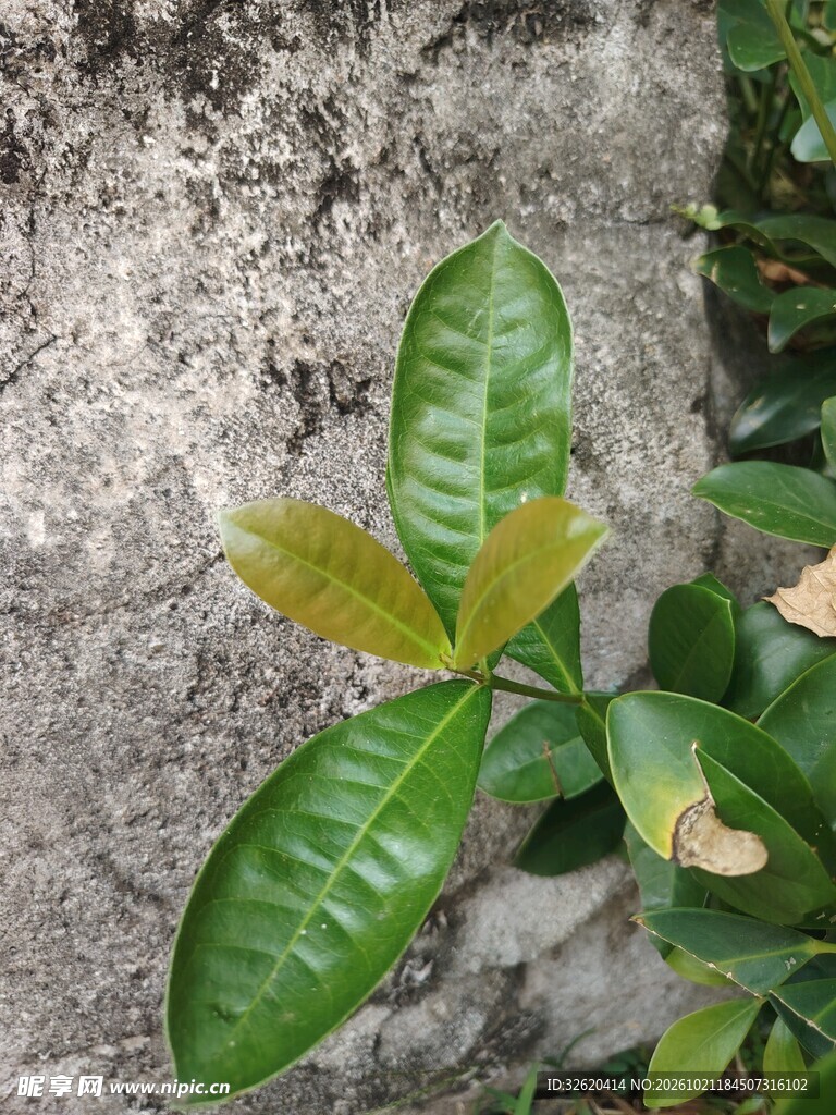 墙边绿植新叶