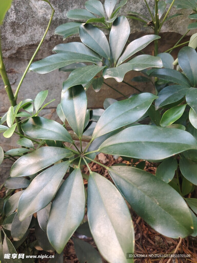鸭脚木绿植叶片特写