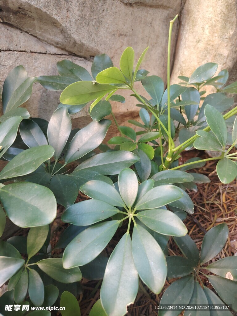 鸭脚木绿植特写