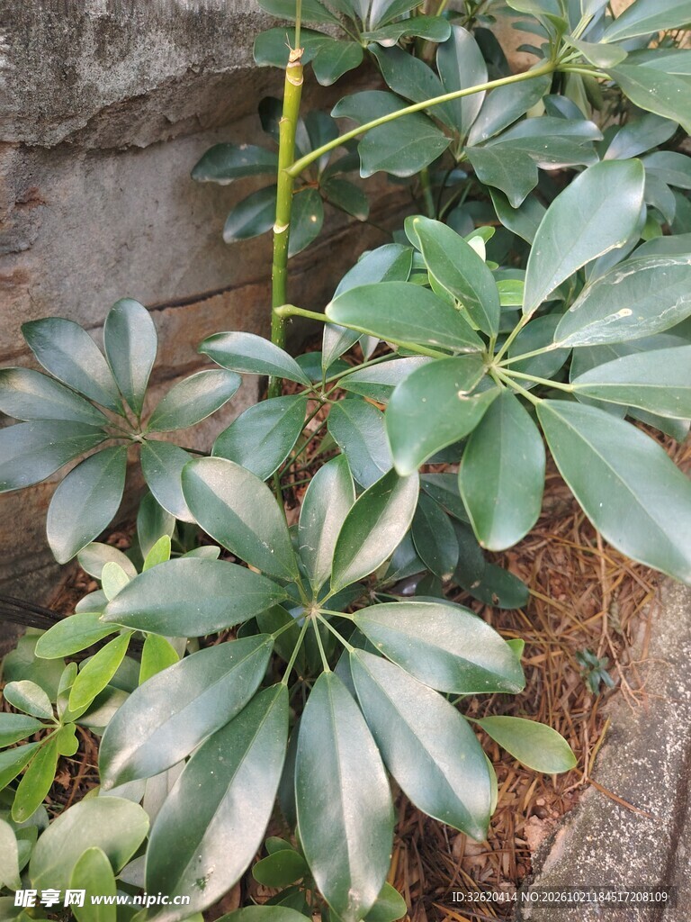 鹅掌柴绿植实拍