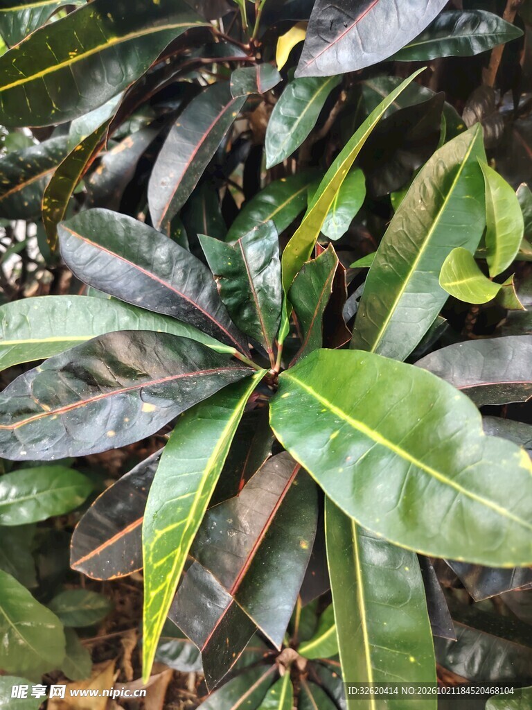 绿植叶片特写