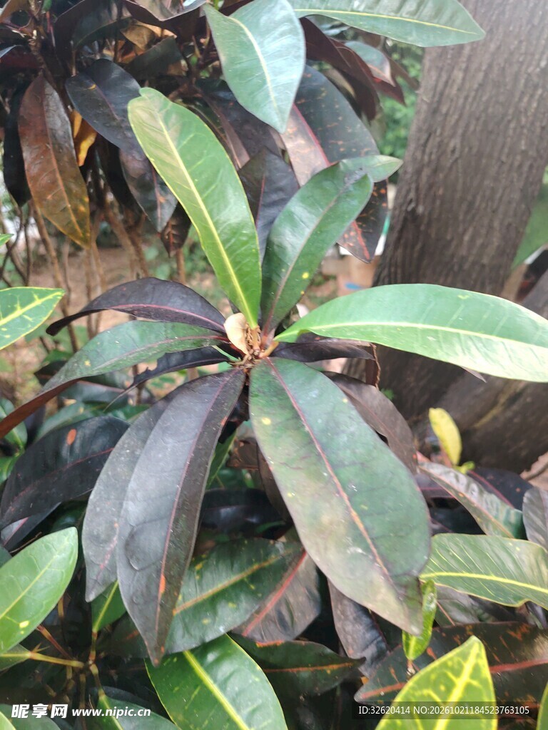 绿植叶片特写