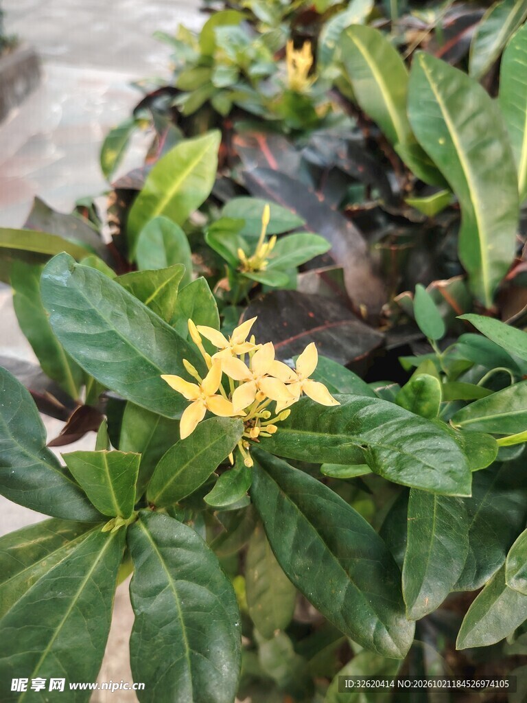绿叶丛中黄色小花