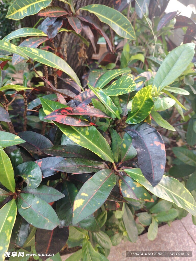 彩叶观赏绿植近景