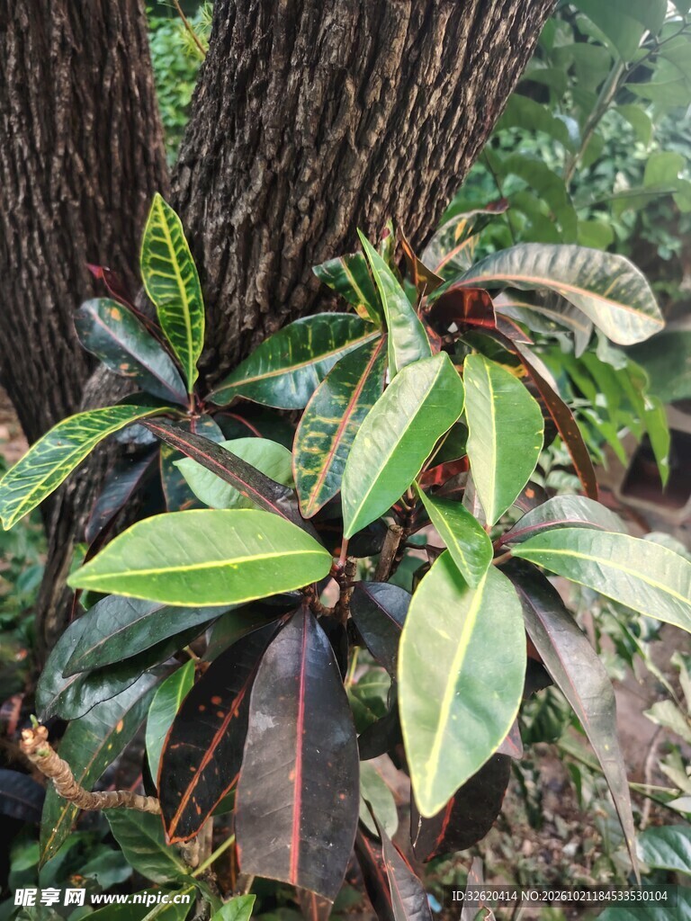 户外观叶植物特写