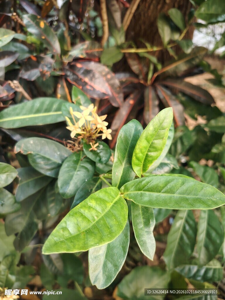 绿植小花自然特写