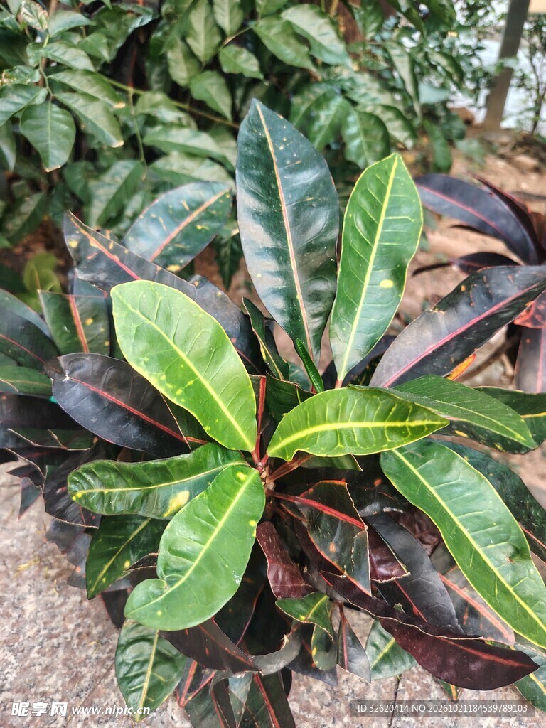 彩叶变叶木绿植特写