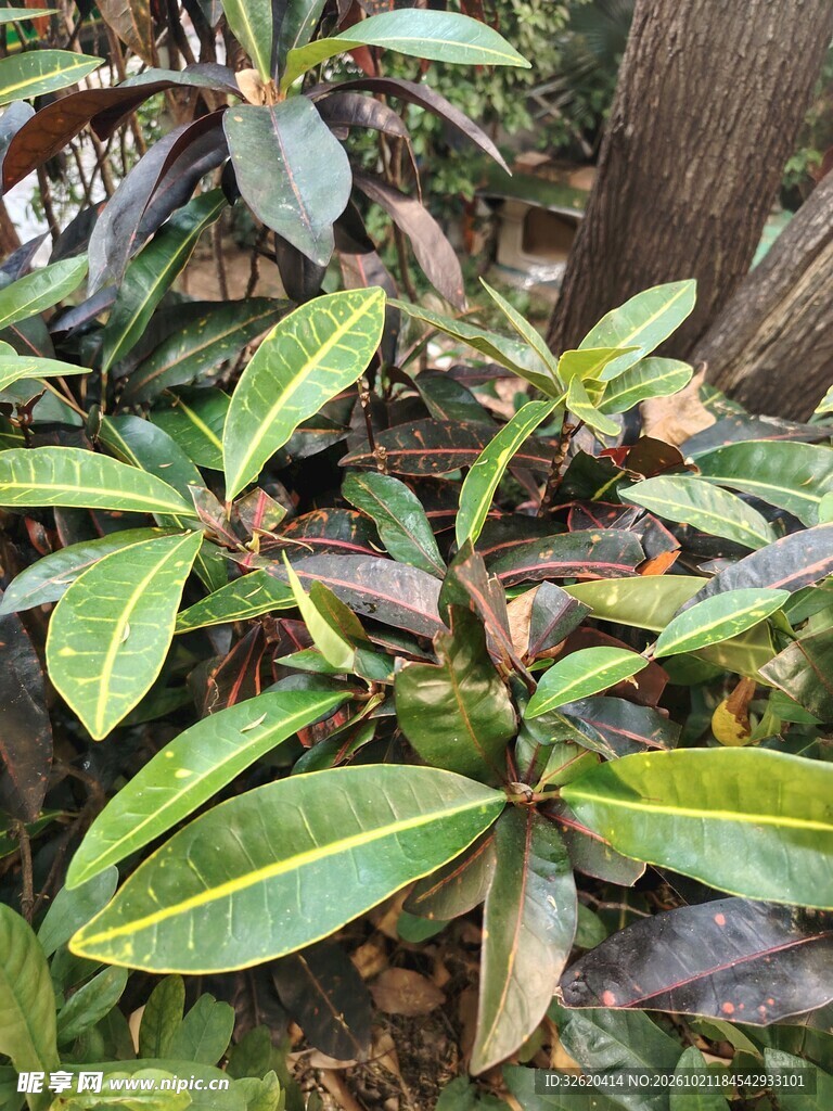野生绿植枝叶特写