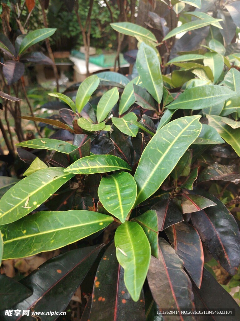 绿植枝叶特写