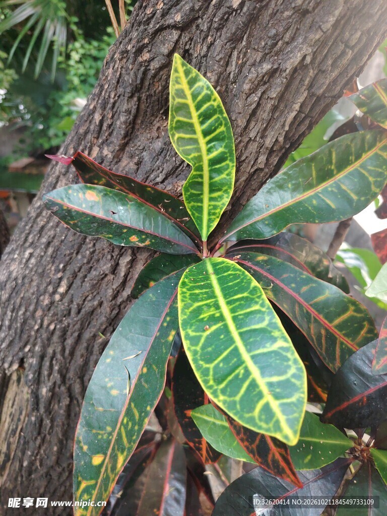 变叶木叶片特写