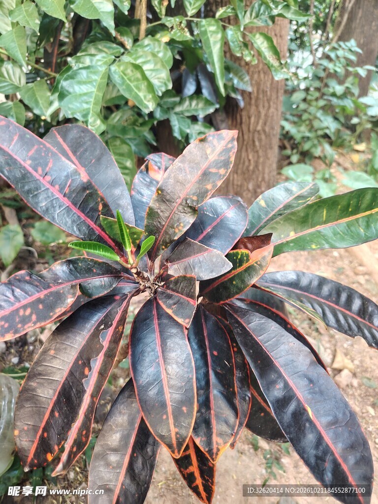 紫脉彩叶绿植实拍
