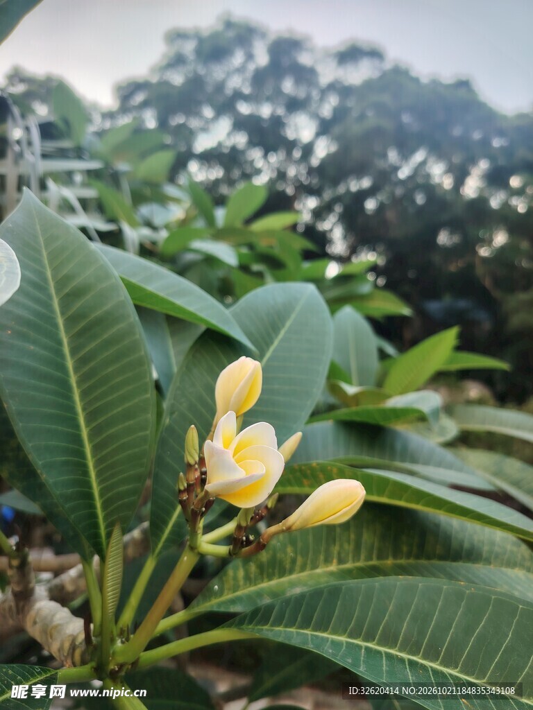 鸡蛋花花苞特写