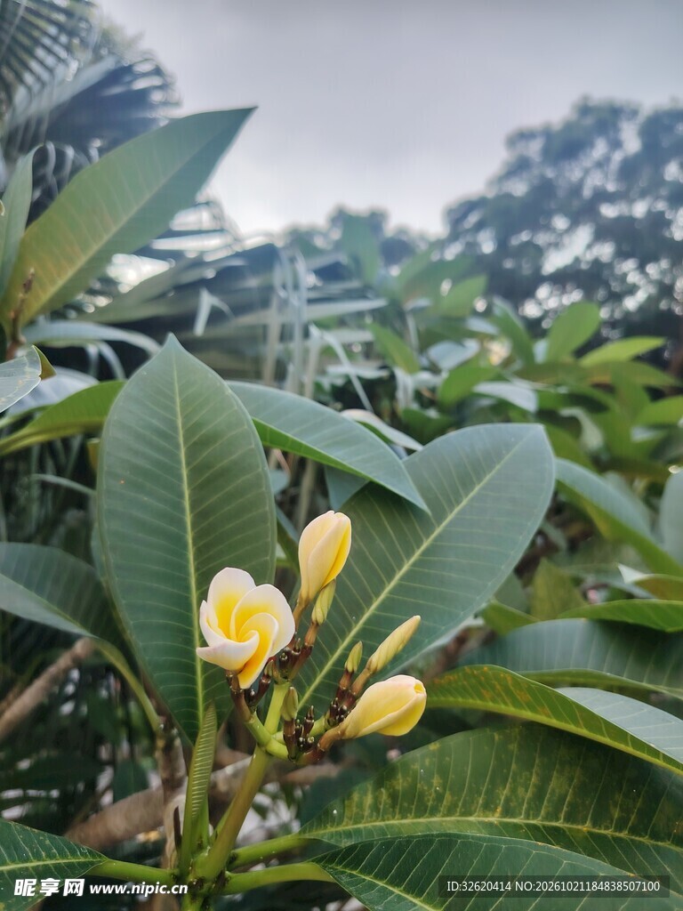 鸡蛋花