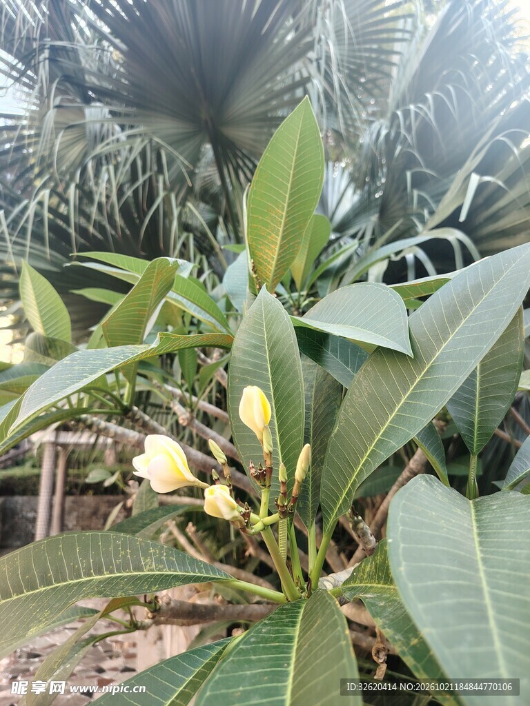 鸡蛋花