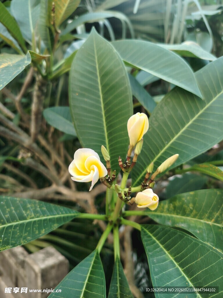 鸡蛋花含苞待放