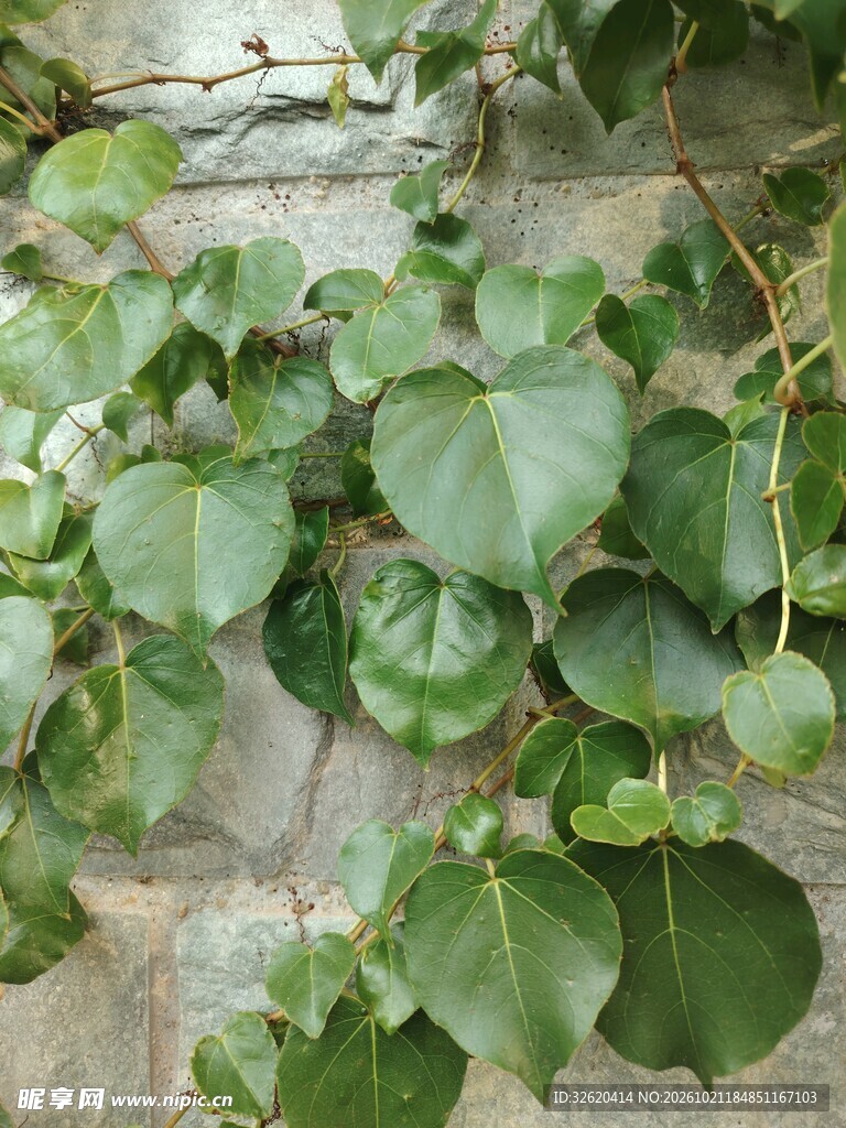 绿叶藤蔓植株特写