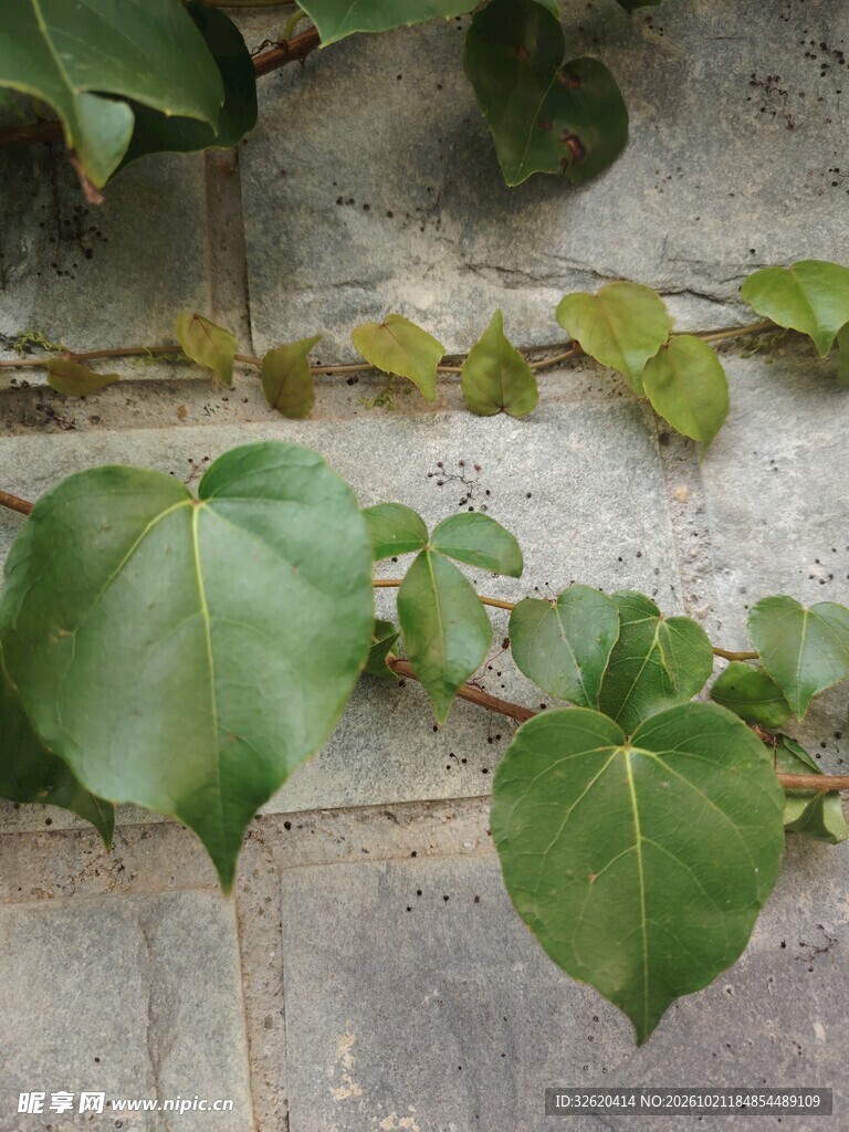 老墙攀援绿植藤蔓
