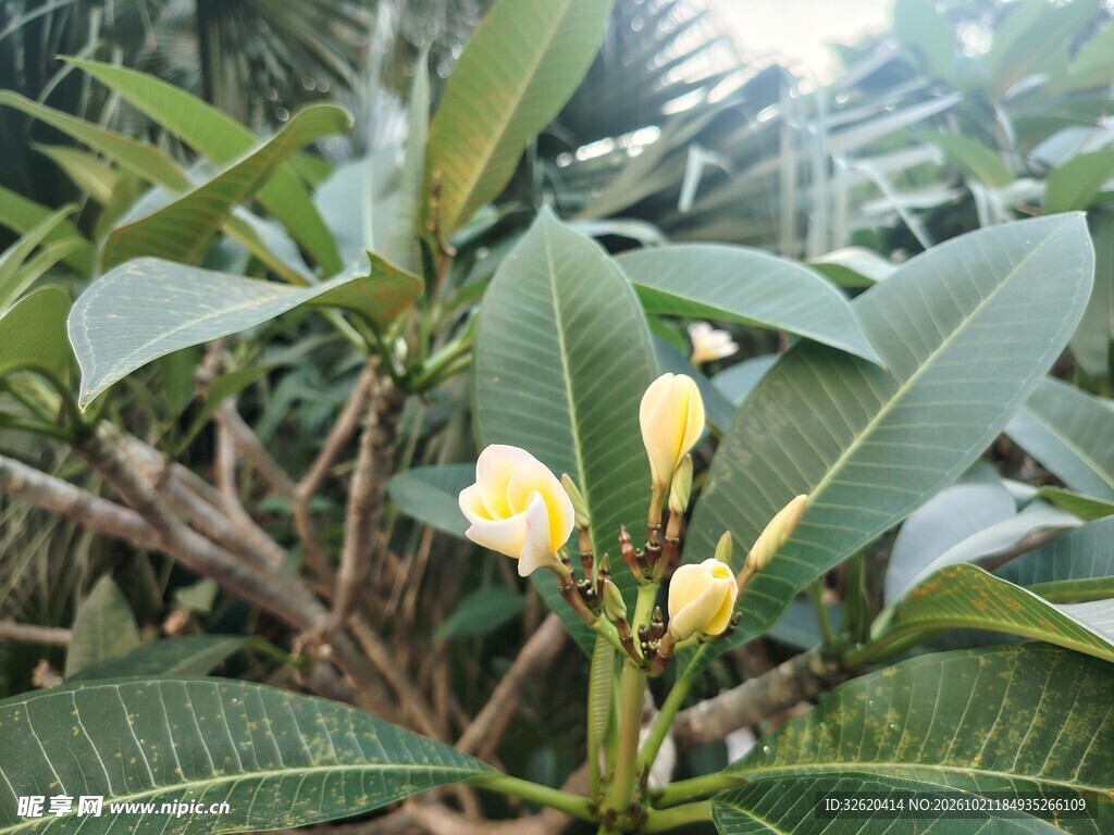 鸡蛋花
