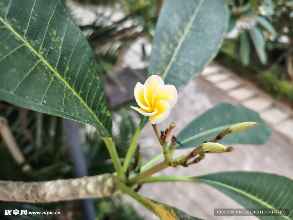 鸡蛋花