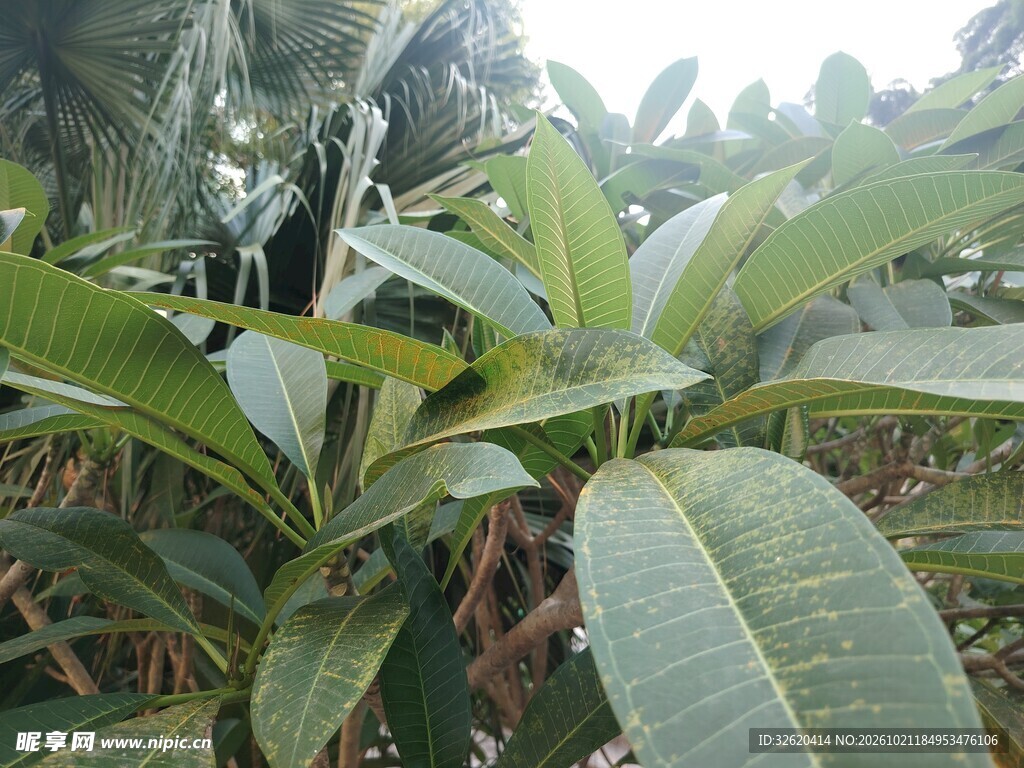 鸡蛋花