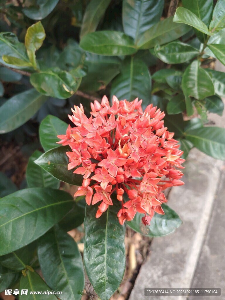 龙船花