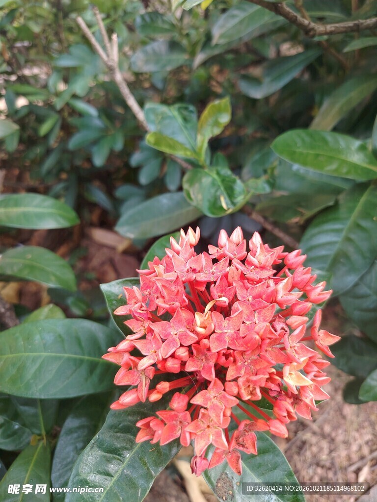 龙船花