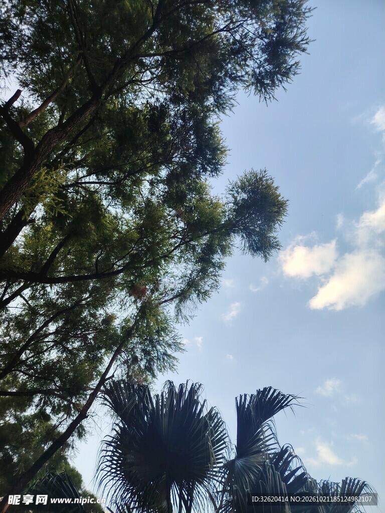 蓝天绿树仰拍景致