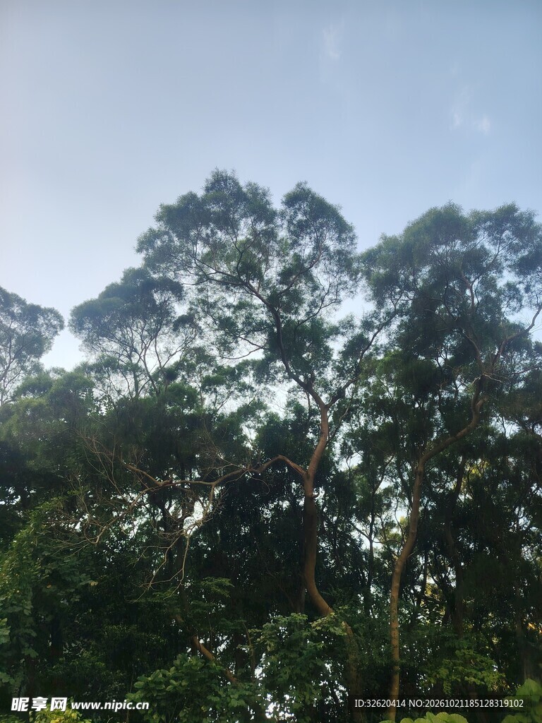 蓝天之下的葱郁树林