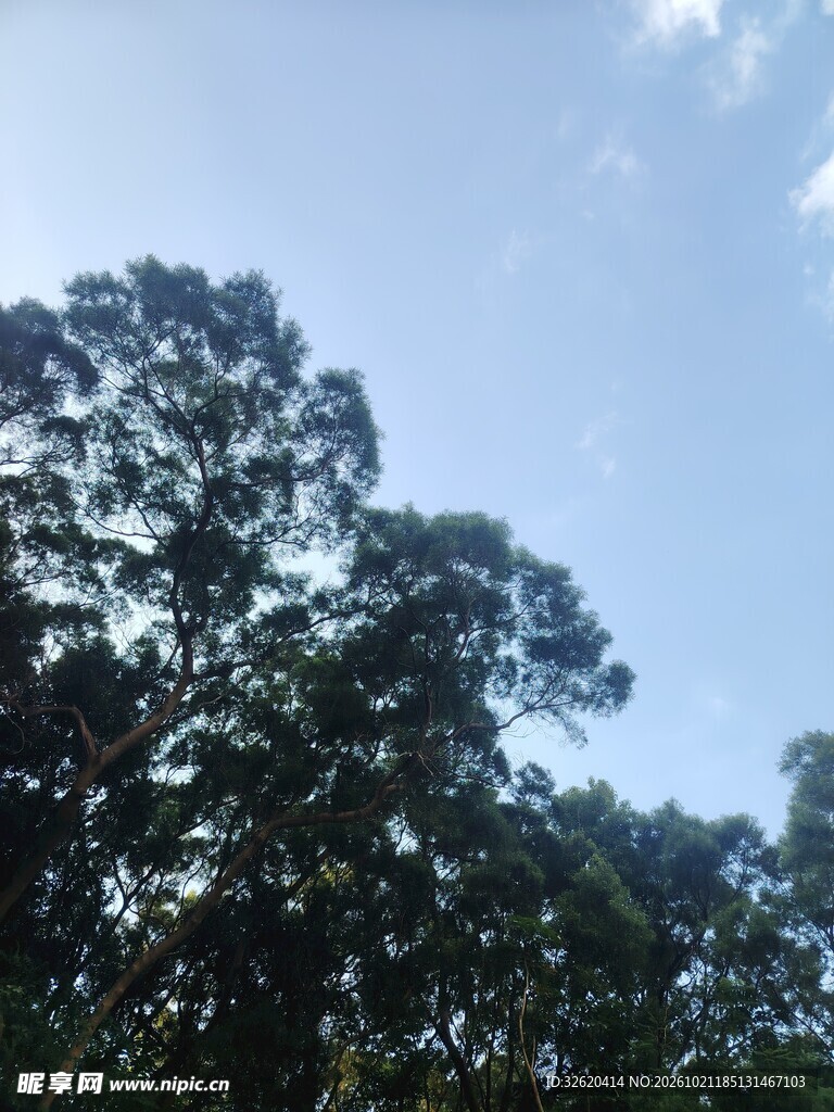 蓝天绿树自然风景