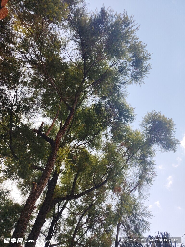 仰拍绿树蓝天