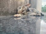 狸花猫