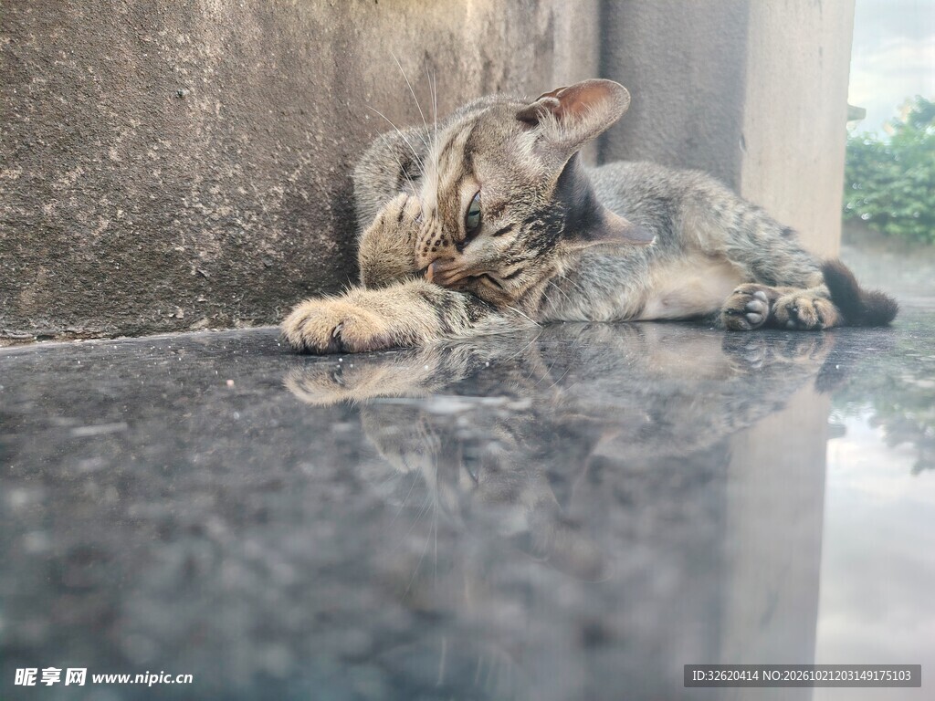 狸花猫