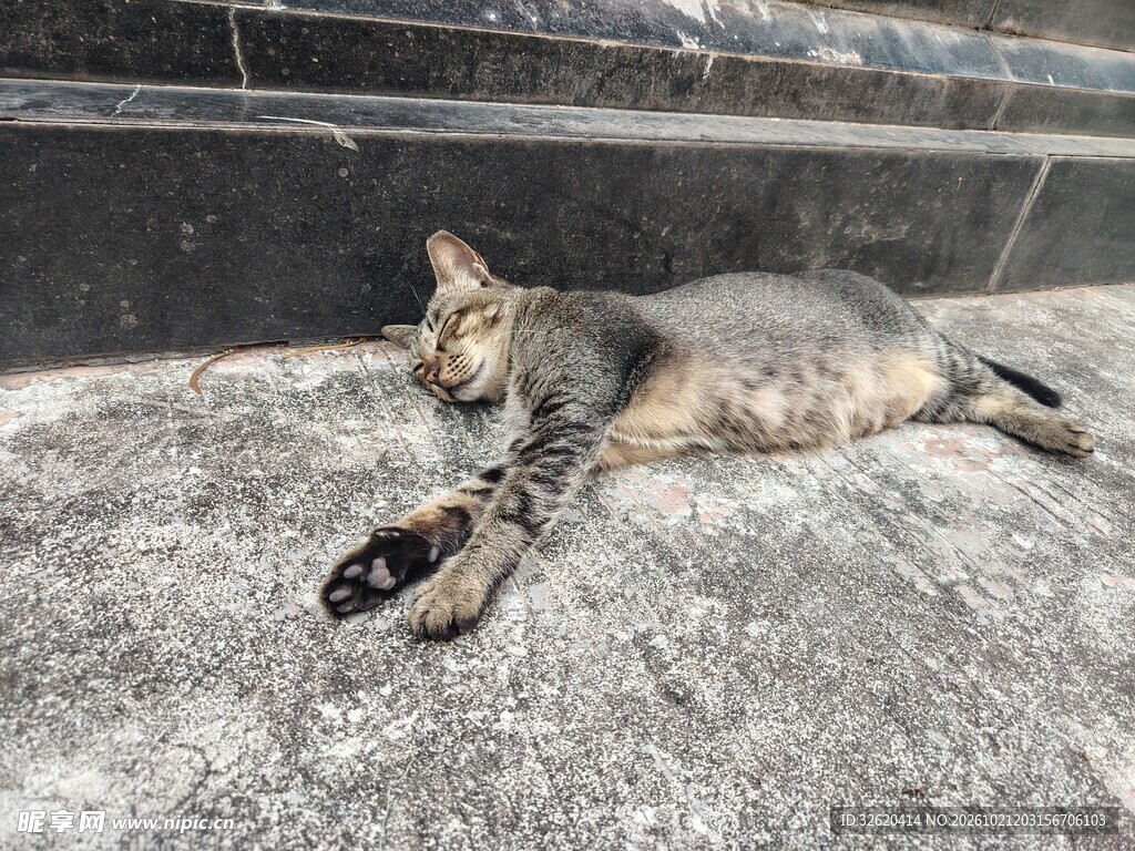 躺卧休憩的猫咪